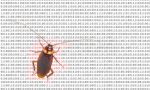 bug-nedir